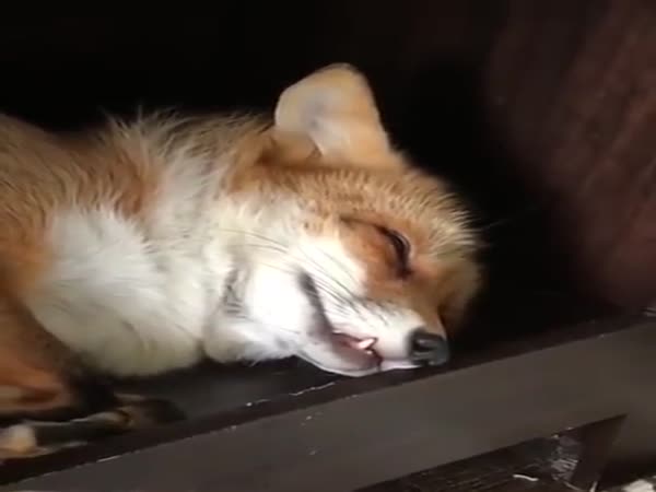 The Cutest Fox Ever