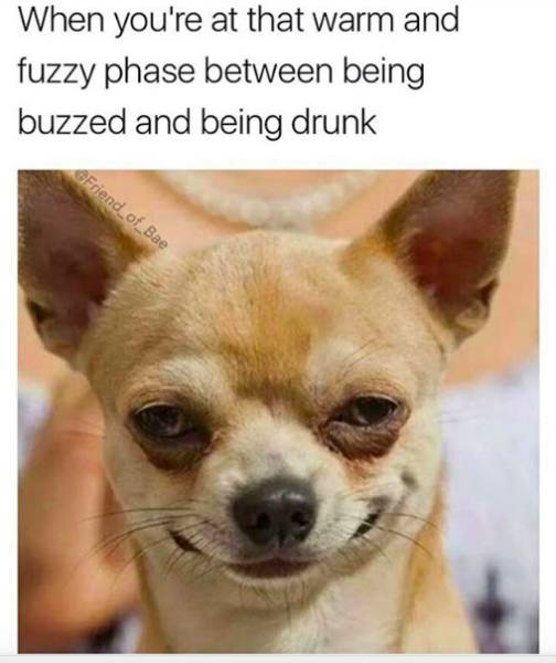 Alcohol Memes (58 pics)