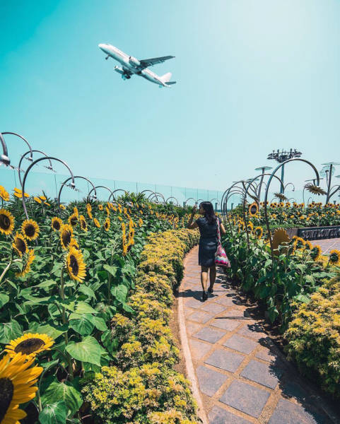 World’s Best Airport In Singapore (20 pics)