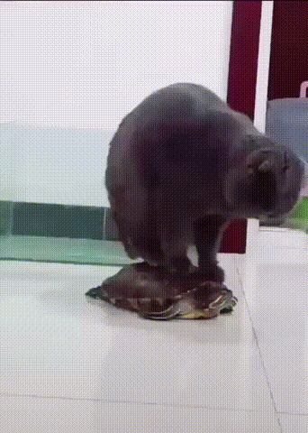 Acid Gifdump, August 29, 2018 (25 gifs)