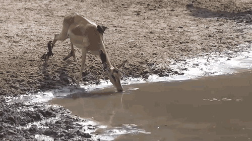 Acid Gifdump, August 30, 2018 (25 gifs)