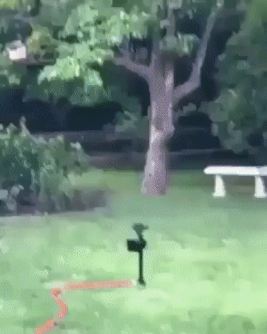 Acid Gifdump, August 30, 2018 (25 gifs)