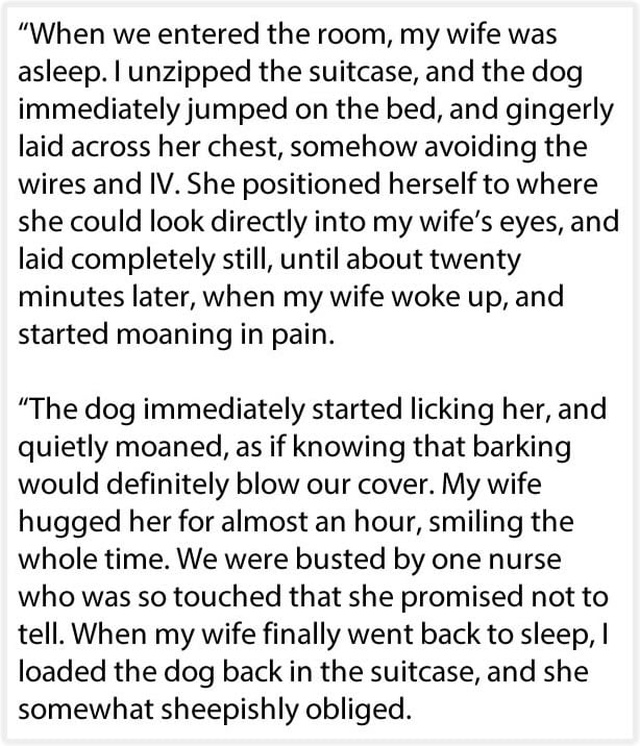 Husband Sneaks Dog Into Hospital In A Suitcase So His Dying Wife Can Say Goodbye (6 pics)