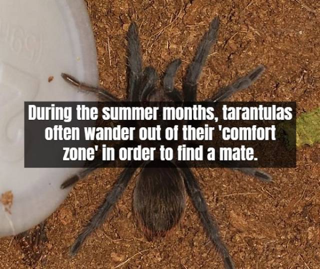 Facts About Tarantula (17 pics)