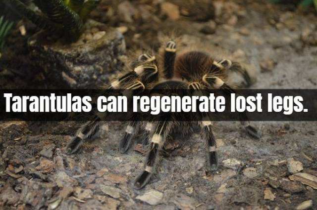 Facts About Tarantula (17 pics)