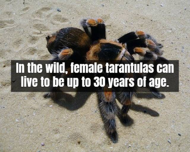 Facts About Tarantula (17 pics)