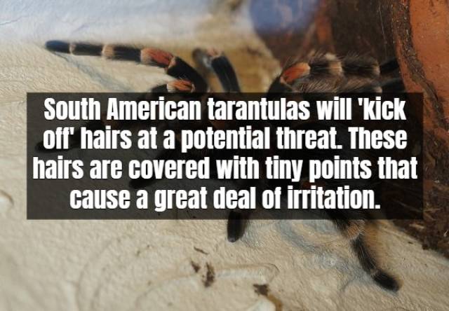 Facts About Tarantula (17 pics)