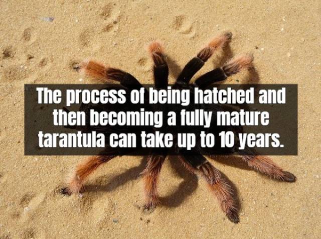 Facts About Tarantula (17 pics)