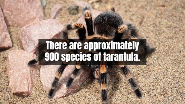 Facts About Tarantula (17 pics)