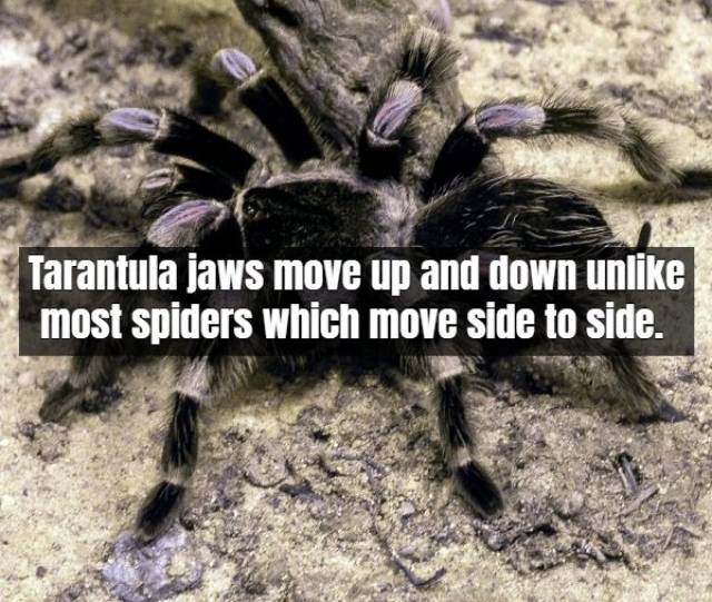 Facts About Tarantula (17 pics)