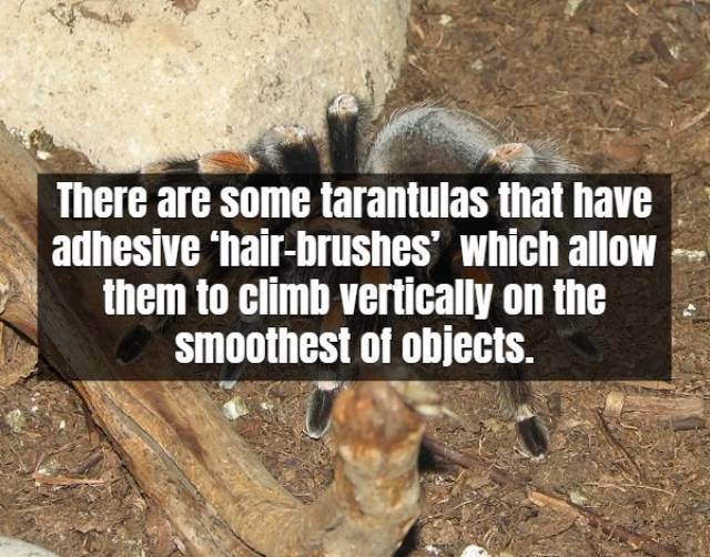 Facts About Tarantula (17 pics)