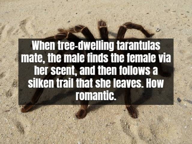 Facts About Tarantula (17 pics)