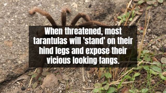 Facts About Tarantula (17 pics)