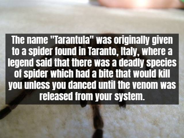 Facts About Tarantula (17 pics)