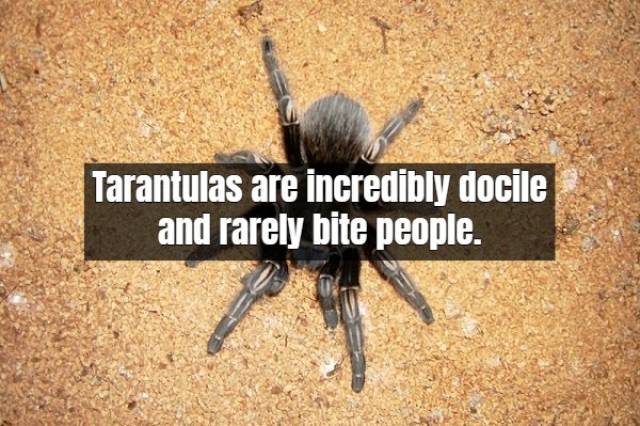 Facts About Tarantula (17 pics)