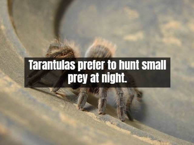 Facts About Tarantula (17 pics)