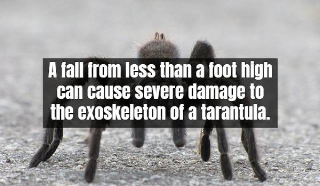 Facts About Tarantula (17 pics)