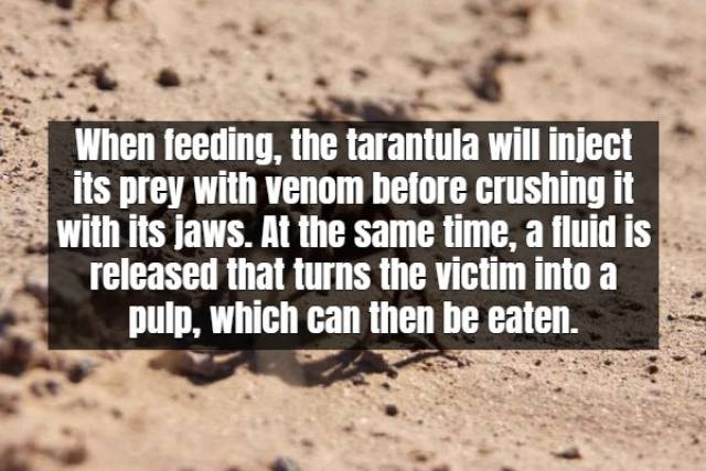 Facts About Tarantula (17 pics)