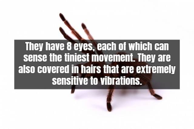 Facts About Tarantula (17 pics)