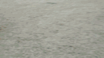 Acid Gifdump, August 31, 2018 (25 gifs)