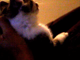 Acid Gifdump, August 31, 2018 (25 gifs)