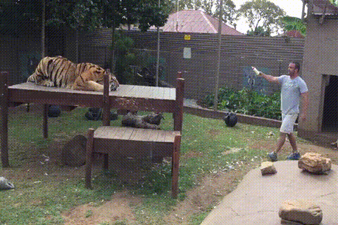 Acid Gifdump, August 31, 2018 (25 gifs)