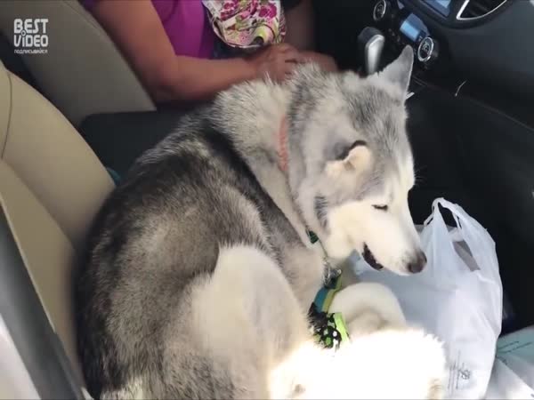 Stubborn Husky Refuses To Give Up Front Seat
