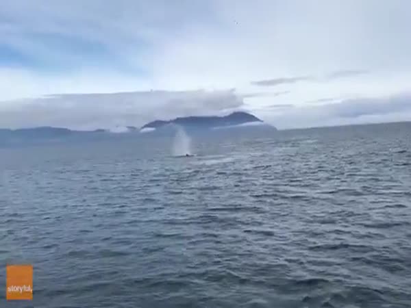 Well, You Wanted To Watch Whales