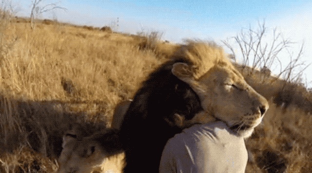 Cuddling Animals (13 gifs)