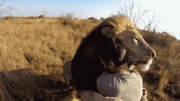 Cuddling Animals (13 gifs)