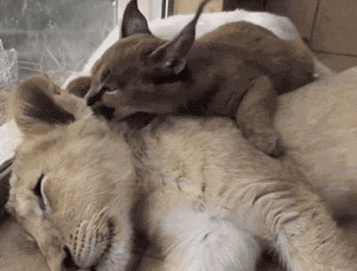 Cuddling Animals (13 gifs)