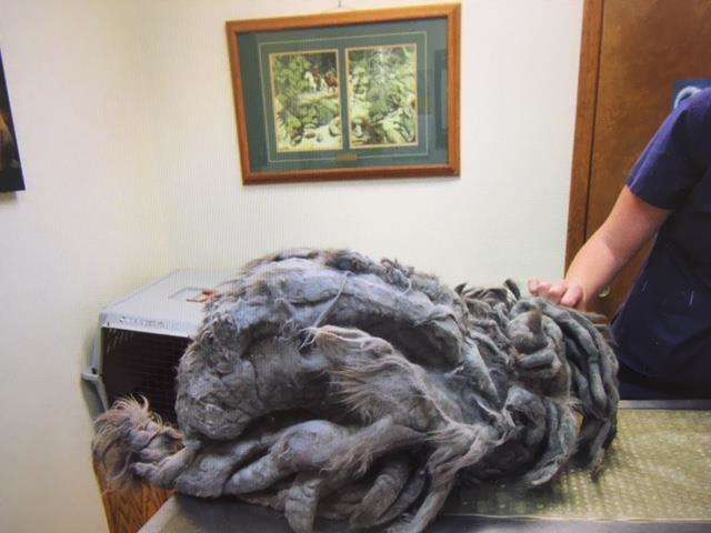 OMG, Take A Look At This Cat Before It Was Rescued (6 pics)