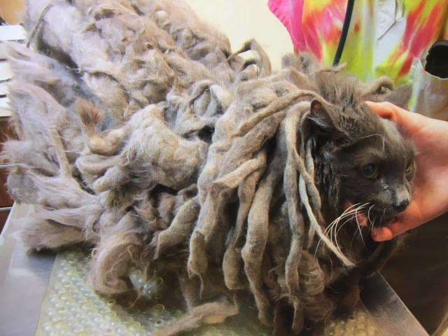 OMG, Take A Look At This Cat Before It Was Rescued (6 pics)