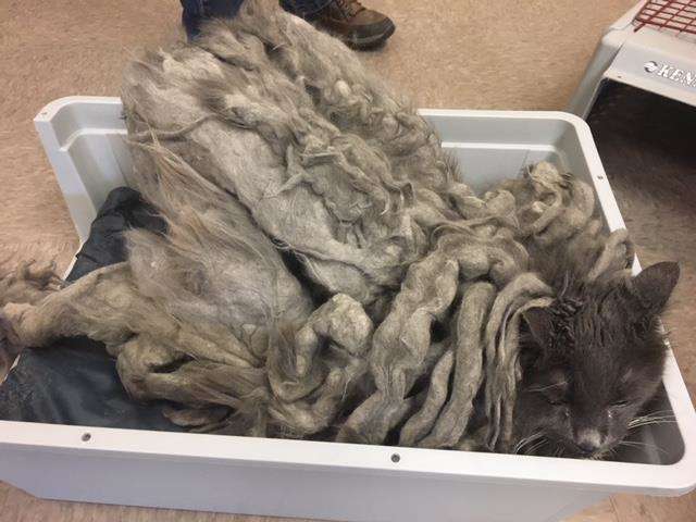OMG, Take A Look At This Cat Before It Was Rescued (6 pics)