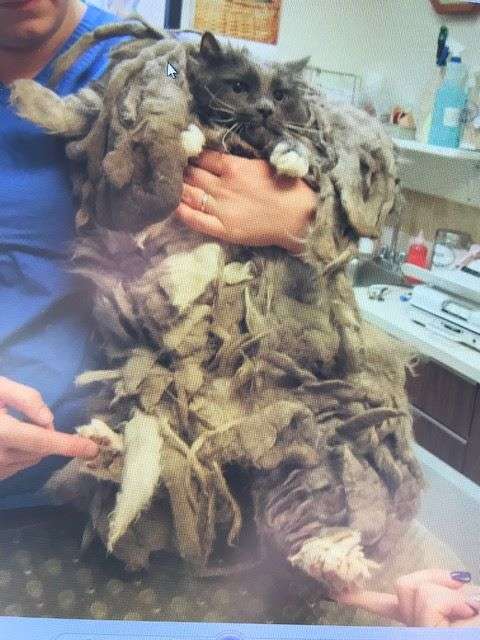 OMG, Take A Look At This Cat Before It Was Rescued (6 pics)
