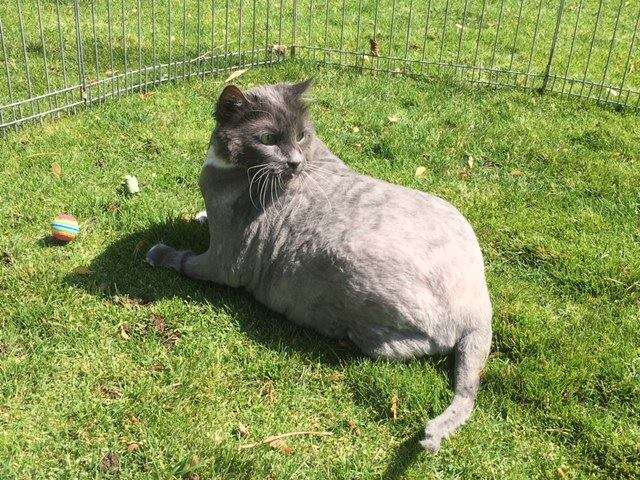 OMG, Take A Look At This Cat Before It Was Rescued (6 pics)