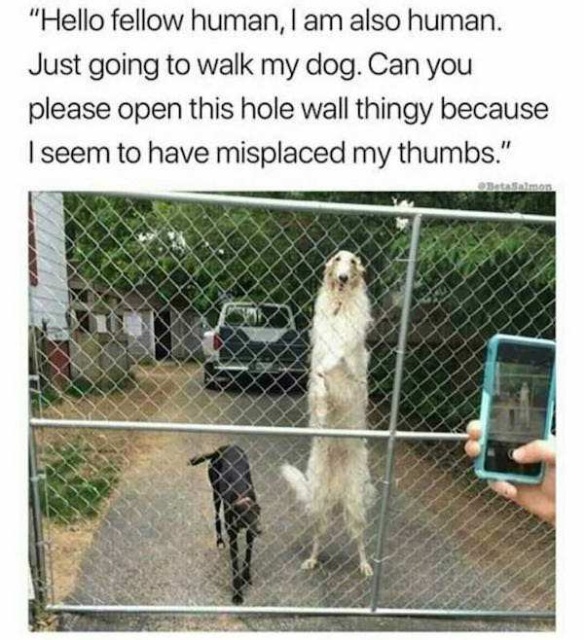 Dog Memes (20 pics)