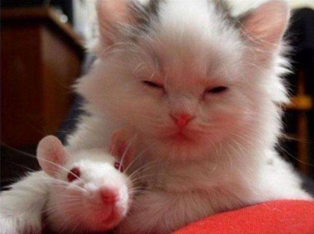When A Picture Says More Than Just A Thousand Words (56 pics)