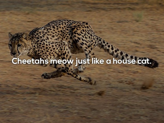 Interesting Facts (24 pics)