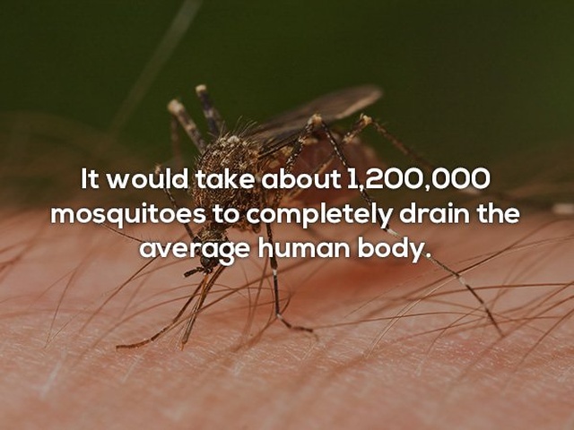 Interesting Facts (24 pics)