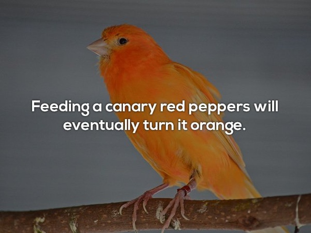 Interesting Facts (24 pics)