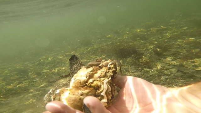 Catching Seafood (12 pics)