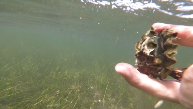 Catching Seafood (12 pics)