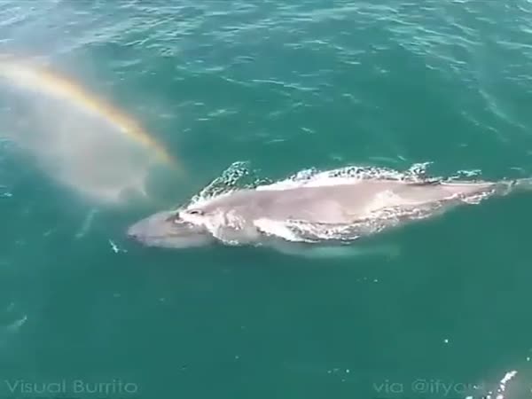 Whale Making A Rainbow
