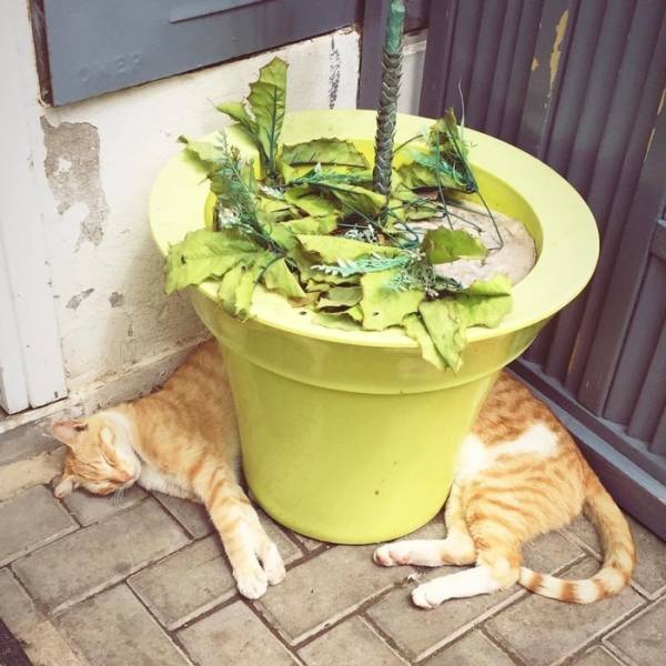 Acid Picdump (133 pics)