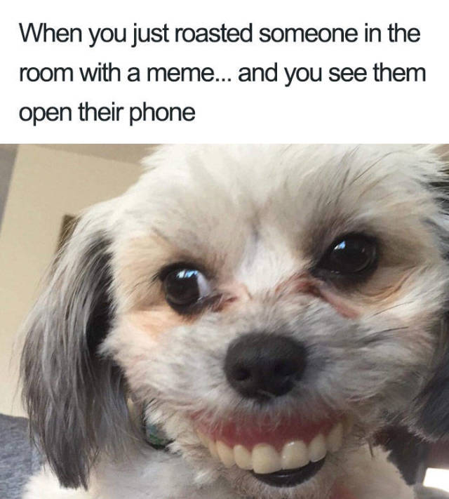 Never Leave Your Dentures When Your Dog Is Around (21 pics)