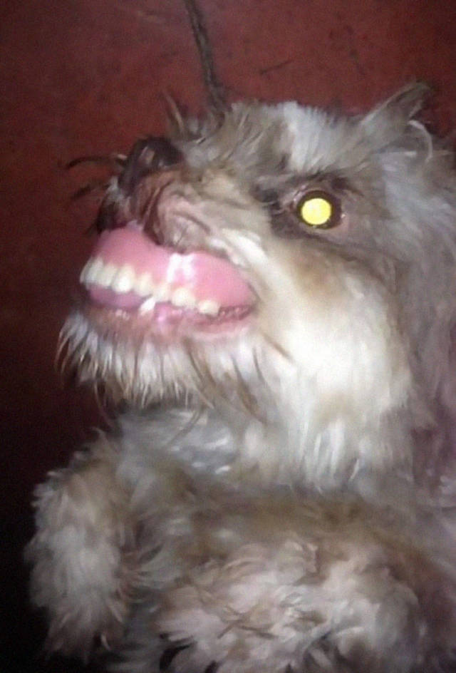 Never Leave Your Dentures When Your Dog Is Around (21 pics)