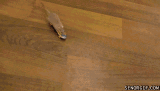 Acid Gifdump, September 05, 2018 (25 gifs)