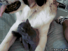 Acid Gifdump, September 05, 2018 (25 gifs)