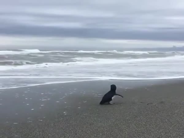 Setting A Rescued Baby Penguin Free